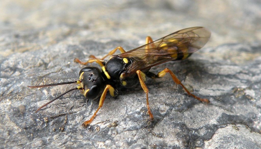 Mellinus arvensis, Crabronidae